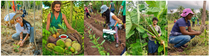Relatório de Impacto - Agroforestry Carbon