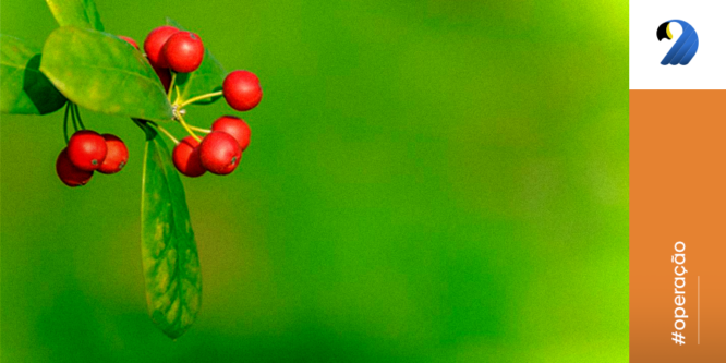 Os maiores produtores de café do mundo em 2024